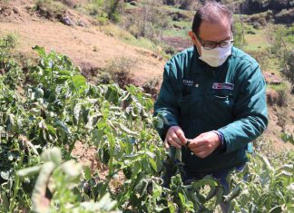 MINAGRI mantiene el control de plagas y enfermedades en la agricultura