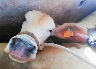 MINAGRI: Implementan sistema de identificación de ganado en Huánuco