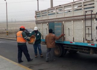La Libertad: MINAGRI resguarda estado fitosanitario de áreas reglamentadas de moscas de la fruta