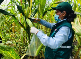 Loreto: Monitoreo de alimentos agropecuarios determinará presencia de contaminantes