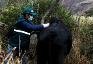 Ancash: MINAGRI despliega estrategias sanitarias para la prevención del Carbunco sintomático