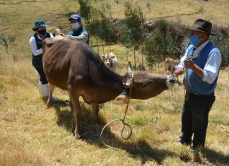 Ancash: MINAGRI realiza monitoreo serológico para descarte de Brucelosis bovina