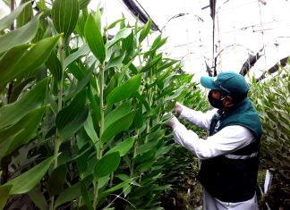 Ancash: Seguimiento de cuarentena posentrada de liliums procedentes de Holanda