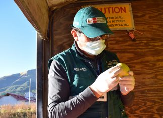 Resguardan estado fitosanitario de áreas reglamentadas de moscas de la fruta