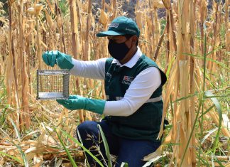 MINAGRI realiza vigilancia y control de plaga de roedores para proteger agricultura familiar en Cusco