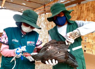 Ica: MINAGRI vacuna a más de 159 mil aves contra la enfermedad de Newcastle