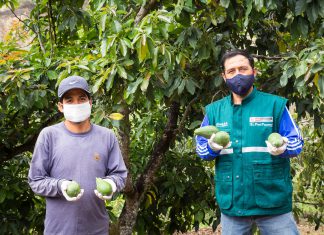 Cajamarca: Proyecto de erradicación de moscas de la fruta busca generar impactos positivos para el sector