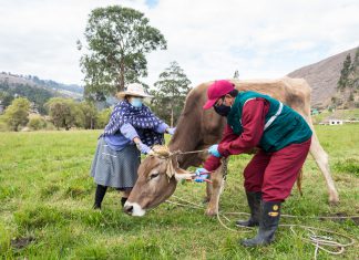 Aretado de ganado bovino en beneficio de la ganadería familiar de Cajamarca