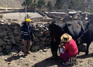 MINAGRI fortalece capacidades de productores lecheros de Laraos en Huarochirí