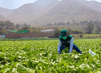 Apurímac: Monitoreo de productos agropecuarios para garantizar inocuidad alimentaria