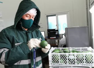 Productores de La Libertad certificaron más de 170 mil toneladas de palta en campaña 2020