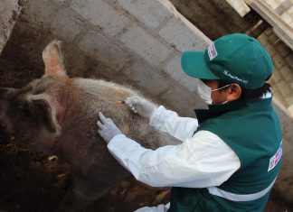 Estrategias sanitarias de prevención de peste porcina resguardan porcicultura en Tacna