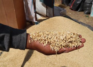 Perú con potencial de convertirse en proveedor de semillas de calidad para el mercado interno y externo