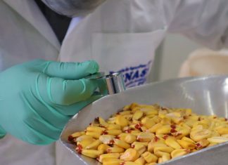 Valle del Mantaro inicia exportaciones de maíz amiláceo hacia Ecuador