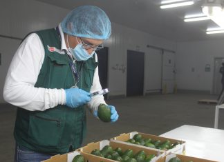 Productores de Arequipa exportaron más de 3600 toneladas de palta