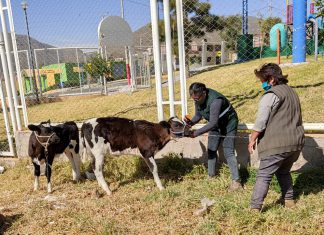 Arequipa: Identificación de animales beneficia a la ganadería familiar