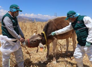 Junín: Campaña de vacunación contra carbunco sintomático resguarda más de nueve mil animales