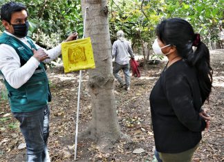 Lambayeque: Productores de Tongorrape se unen a la erradicación de mosca de la fruta
