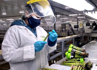 Ica: Producción de espárragos y arándanos mantiene su crecimiento con el apoyo del SENASA