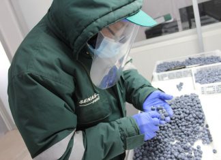 Productores de Moquegua se suman al crecimiento agroexportador del arándano