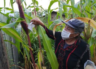 Amazonas: Productores de maíz usan controladores biológicos para resguardar la sanidad de sus cultivos