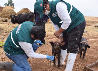 MINAGRI realiza monitoreo preventivo para resguardar la porcicultura regional en Cusco
