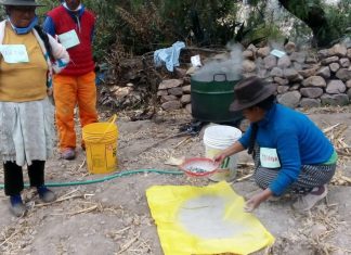 Productores de quinua implementan buenas prácticas agrícolas en Ayacucho