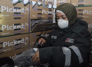 Productores de Lambayeque inician exportaciones de arándano a Taiwán