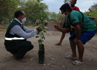 Tumbes: Productores del limón implementan las buenas prácticas agrícolas