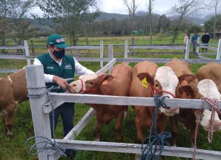 Amazonas: SENASA realizó la inspección sanitaria a ganado que participó del ¨I Festival Virtual del Ternero 2020”