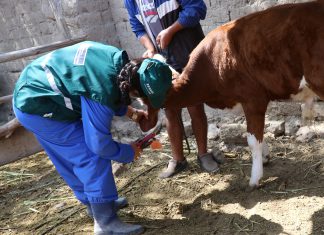 Apurímac: MINAGRI registra más 42 mil bovinos identificados en sistema de trazabilidad