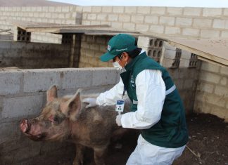 Identificación de ganado porcino contribuirá con la sanidad en la crianza de traspatio
