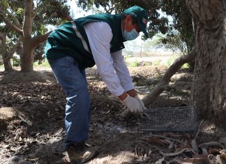 Acciones de control de plaga de roedores se mantienen vigentes en resguardo de la agricultura familiar