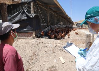 Junín: MINAGRI verifica condiciones sanitarias de granja de aves de postura
