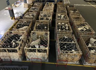 MINAGRI verifica estado sanitario de ganado bovino importado de Estados Unidos