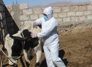 Puno: Campaña de vacunación contra el Carbunco sintomático protege a 66 mil bovinos