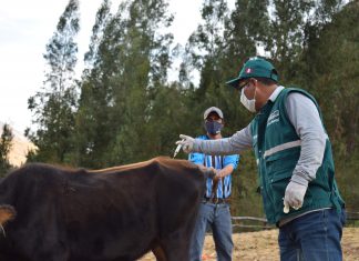 Cusco: Acciones sanitarias de prevención contra la rabia de los herbívoros resguardan ganadería familiar