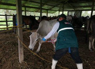 SENASA atiende agricultura familiar de comunidades de Loreto