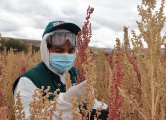 Quinua peruana será la nueva estrella en mercado colombiano