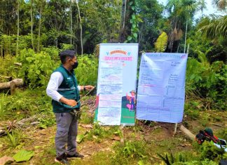 Agricultores de Loreto aplican las Buenas prácticas agrícolas en la producción de piña