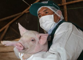 Perú busca declarar zonas libres de peste porcina clásica