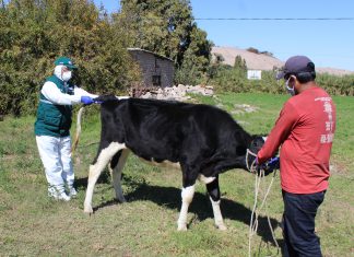 Atención sanitaria de animales de abasto benefició a familias ganaderas de Sánchez Cerro