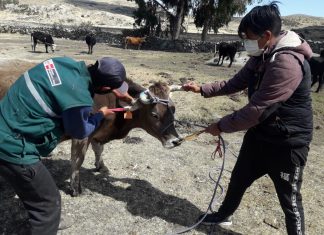 Identifican ganado bovino y porcino para mejorar el control sanitario en la producción pecuaria