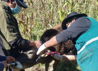 MINAGRI identifica a más de 33 mil bovinos en la región Ayacucho