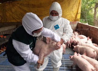 MINAGRI: Inspeccionan condiciones sanitarias de granja de cerdos en Selva Central