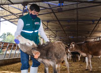 MINAGRI brinda asistencia sanitara para mejora de ganado vacuno del Centro Experimental en Tingua