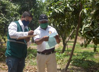 Piura: MINAGRI y productores integran acciones en campaña de exportación de mango 2020-2021