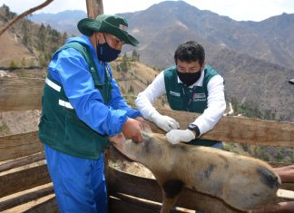 SENASA desarrolla jornada cívica en resguardo de la ganadería familiar de la región Ancash