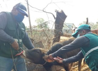 MINAGRI implementó sistema de trazabilidad animal en la región Tumbes