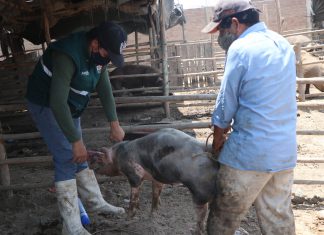 Lambayeque: Más de 22 mil cerdos son identificados para mejorar el sistema de control sanitario